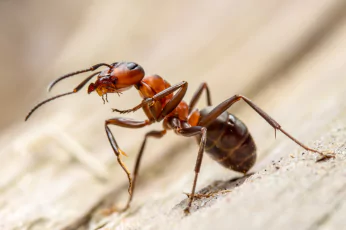 Ant Control Woodend