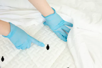 Bedbug Control Woodend