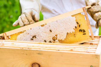 Bees Control Woodend