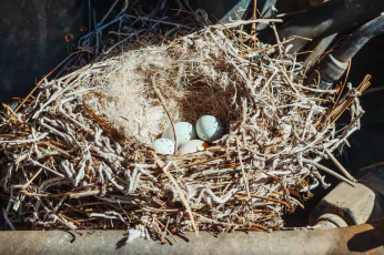 Bird Nest Removal Woodend