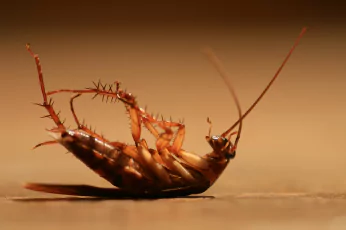 Cockroach Control Woodend