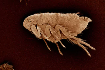 Flea Control Woodend