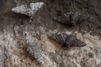 Moth Control Woodend