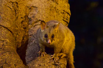 Possum Removal Woodend