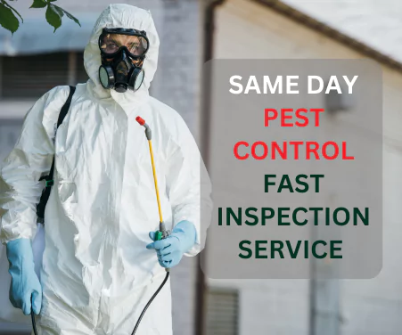 Pest Control Services Woodend