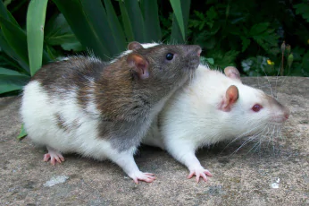 Rodent Control Woodend