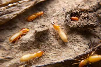 Termite Control Woodend