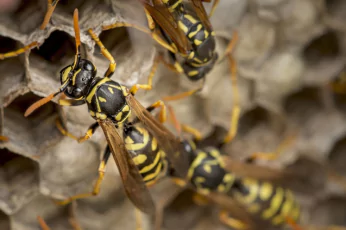 Wasp Control Woodend